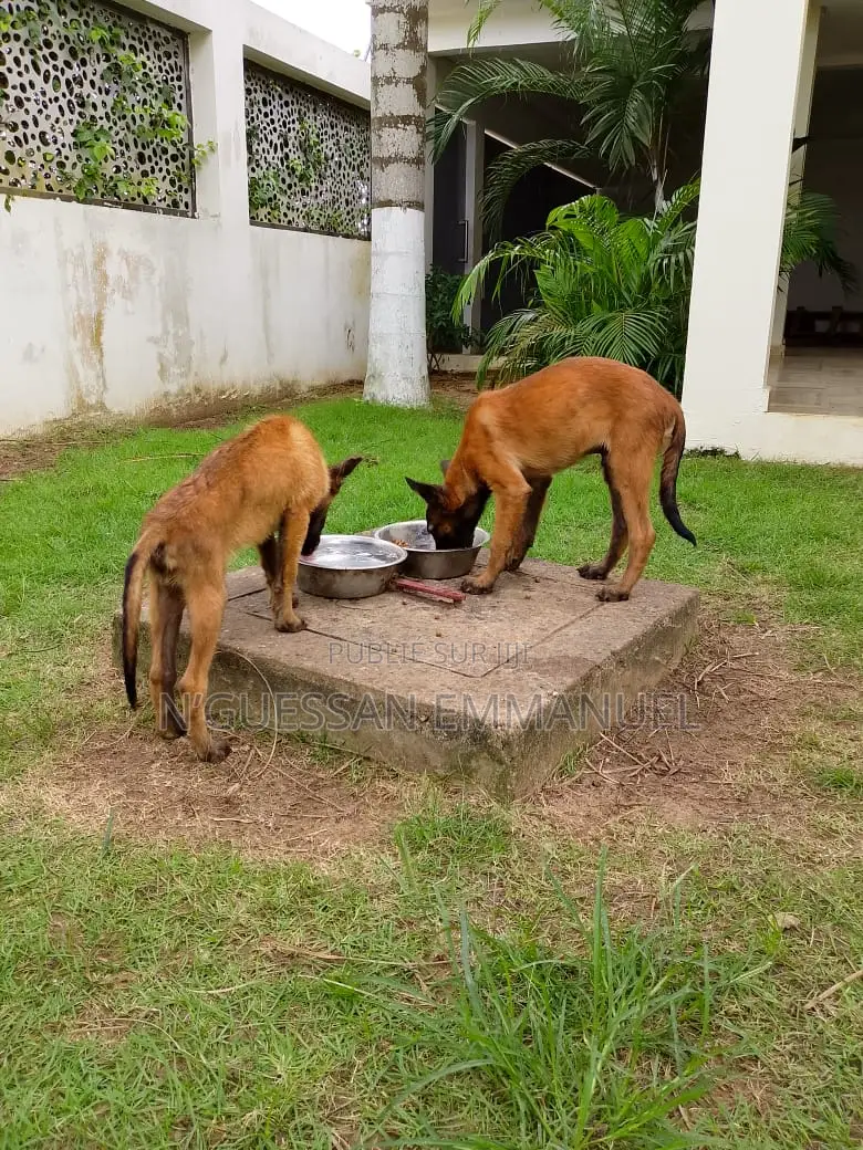 3-6 mois Homme Pure race Belgian Malinois