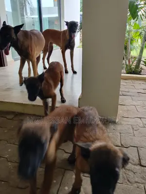 3-6 mois Homme Pure race Belgian Malinois
