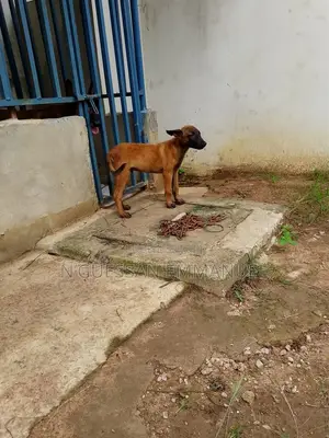 3-6 mois Homme Pure race Belgian Malinois