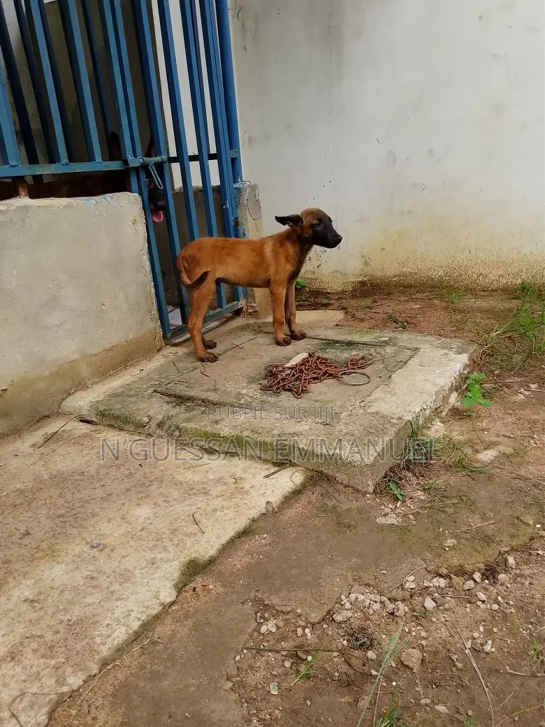 3-6 mois Homme Pure race Belgian Malinois