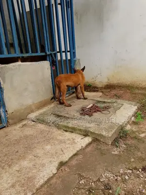 3-6 mois Homme Pure race Belgian Malinois