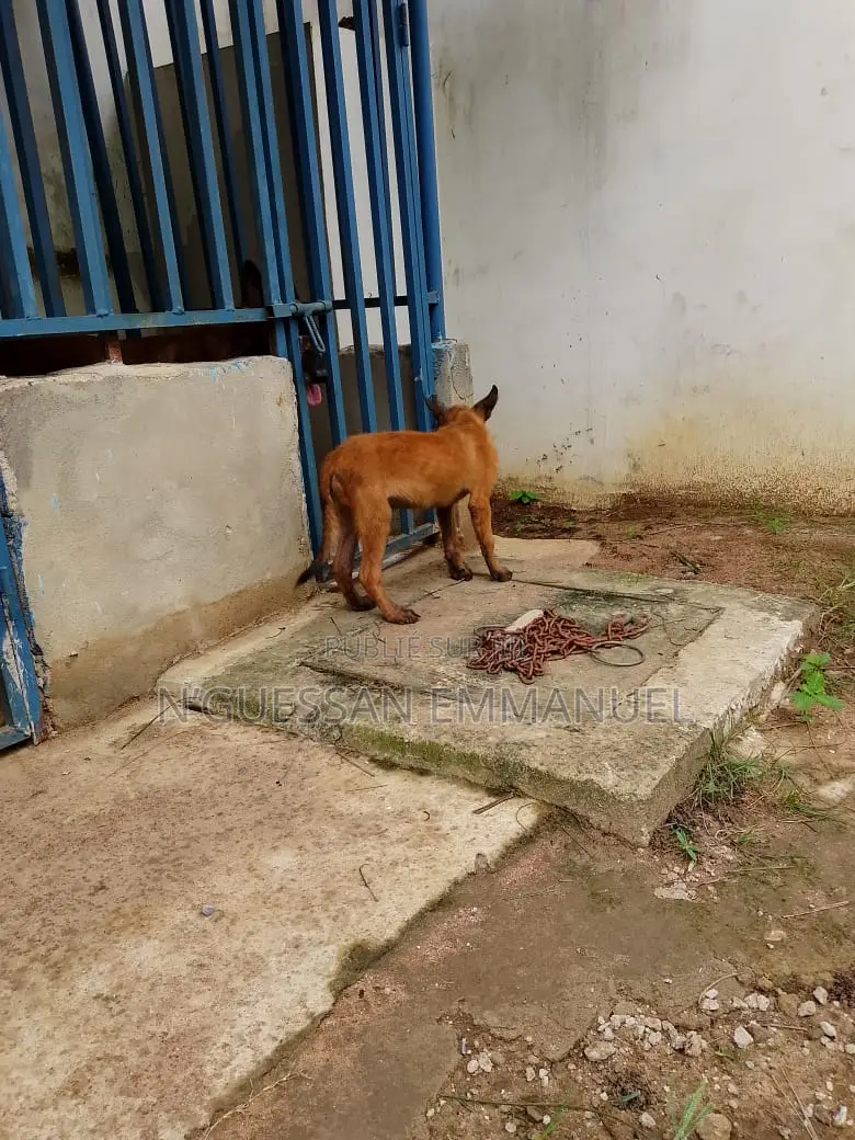 3-6 mois Homme Pure race Belgian Malinois