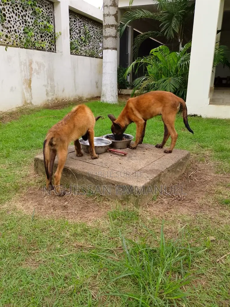 3-6 mois Homme Pure race Belgian Malinois