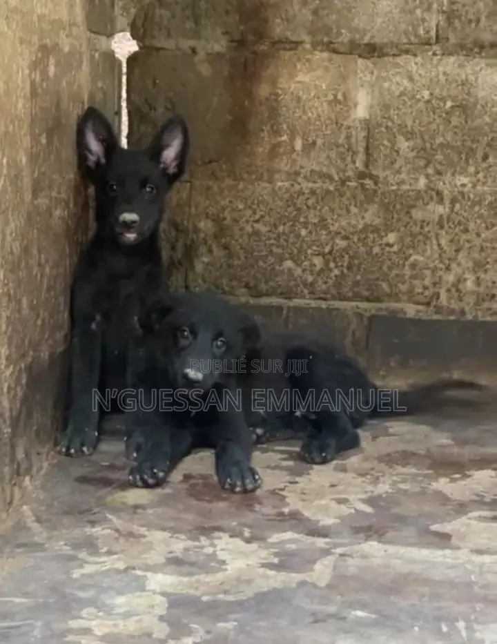 1-3 mois Homme Pure race Belgian Malinois