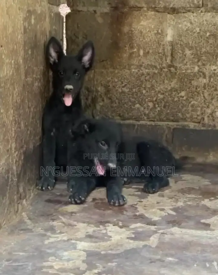 1-3 mois Homme Pure race Belgian Malinois