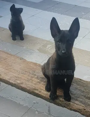 1-3 mois Homme Pure race Belgian Malinois