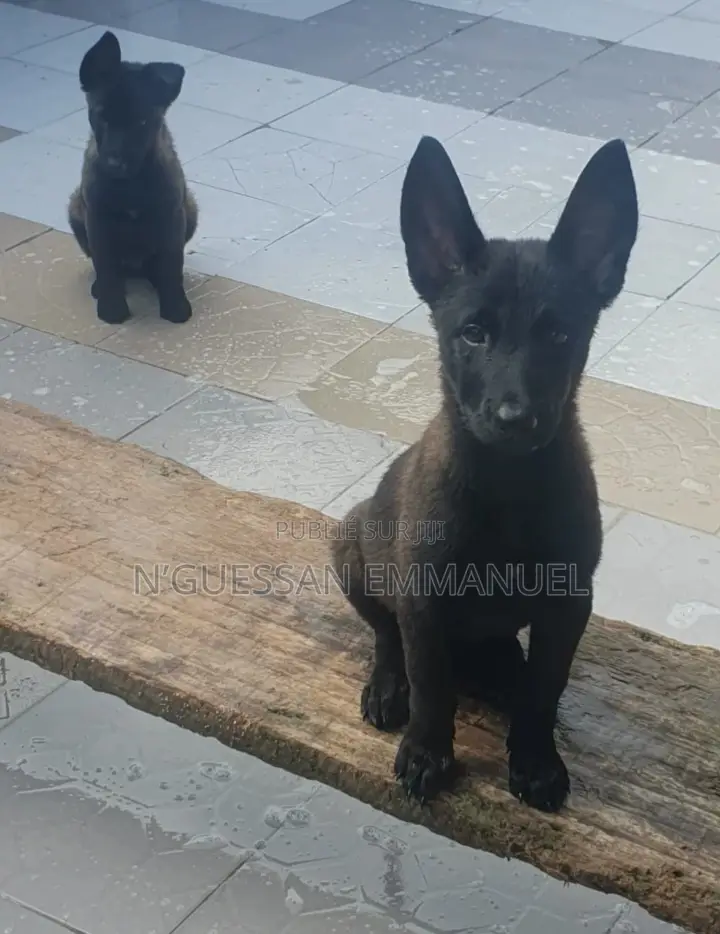 1-3 mois Homme Pure race Belgian Malinois