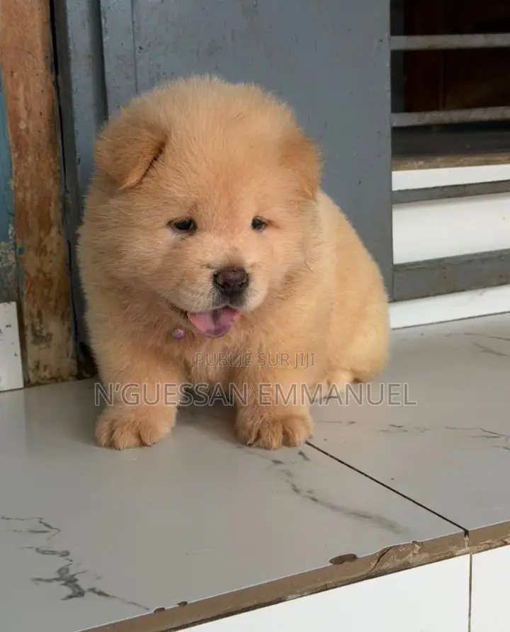 1-3 mois Homme Pure race Chow Chow