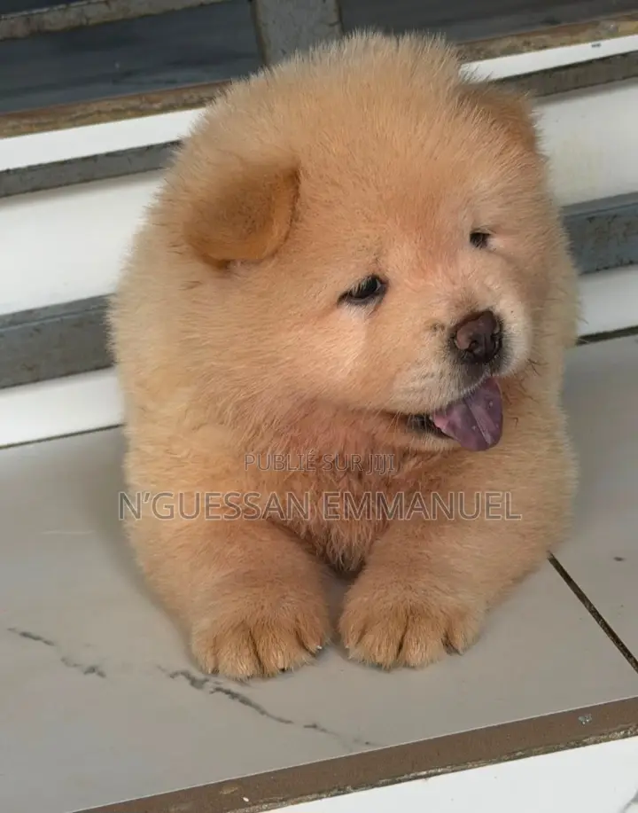 1-3 mois Homme Pure race Chow Chow