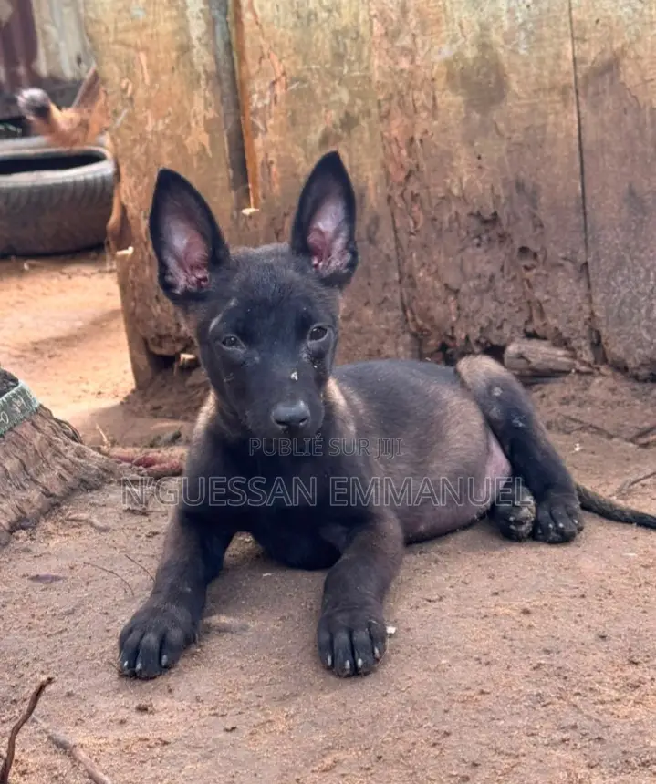 1-3 mois Homme Pure race Belgian Malinois