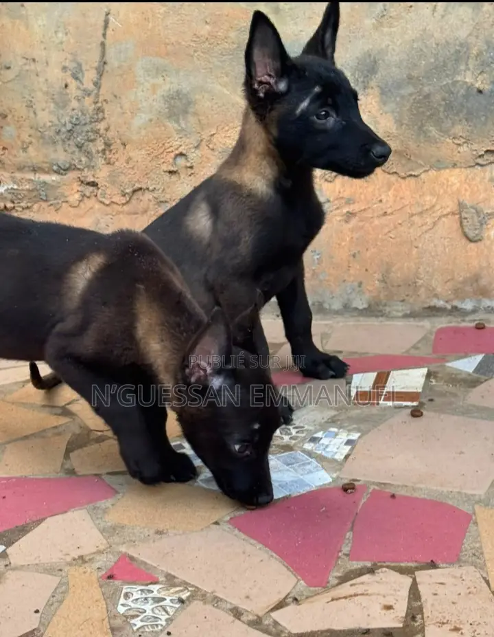 1-3 mois Homme Pure race Belgian Malinois