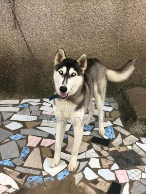 6 à 12 mois Homme Pure race Siberian Husky