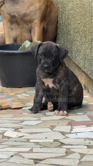 1-3 mois Homme Pure race Boerboel