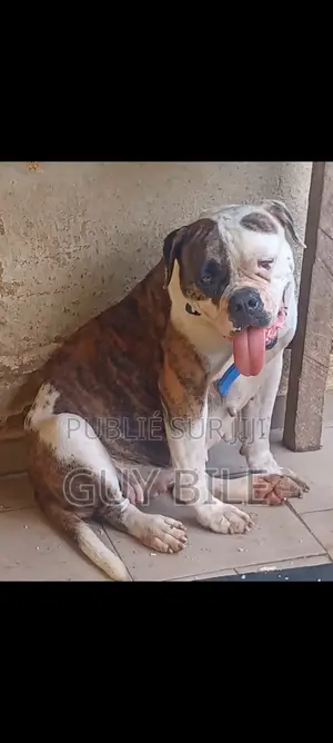 Plus d’un an Femme Pure race bouledogue