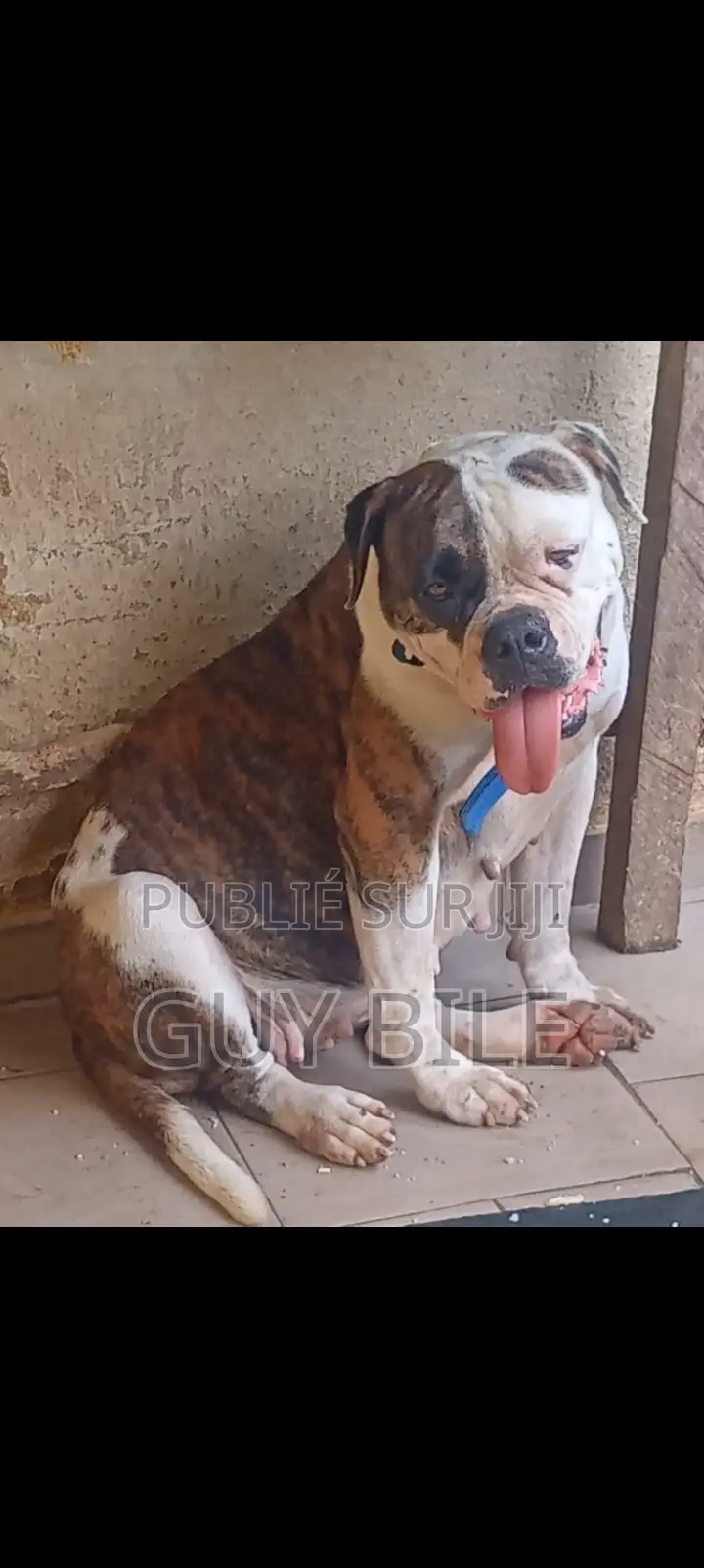 Plus d’un an Femme Pure race bouledogue