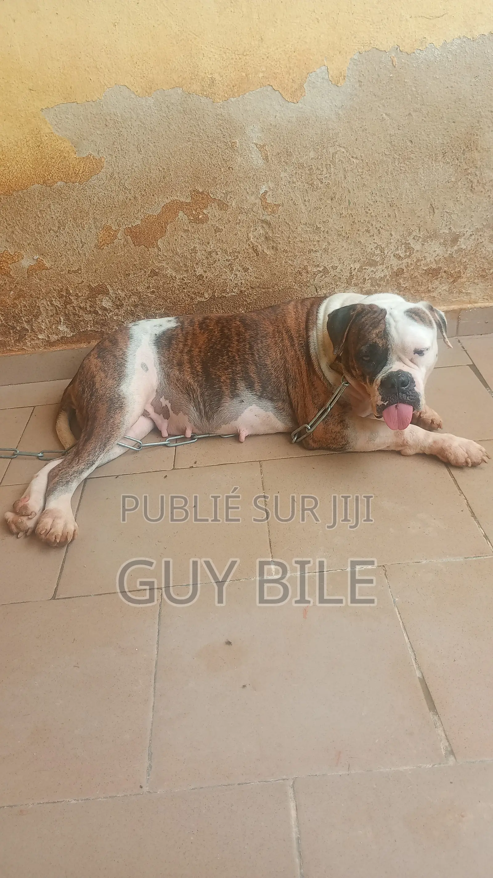 Plus d’un an Femme Pure race bouledogue