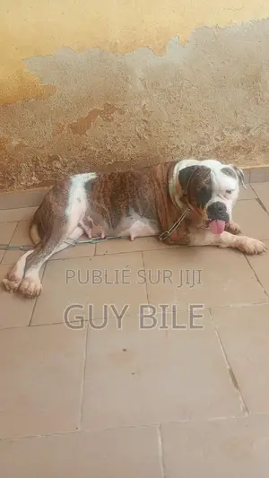 Plus d’un an Femme Pure race bouledogue