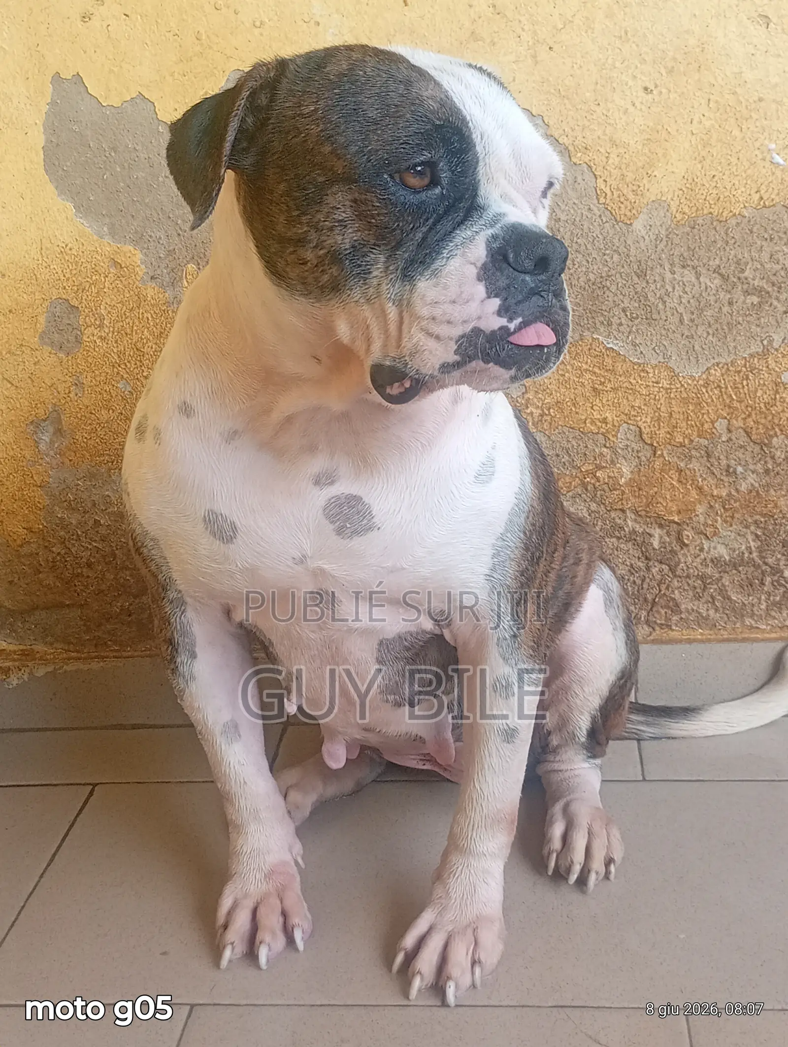 Plus d’un an Femme Pure race bouledogue