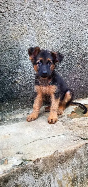 1-3 mois Femme Pure race Belgian Sheepdog