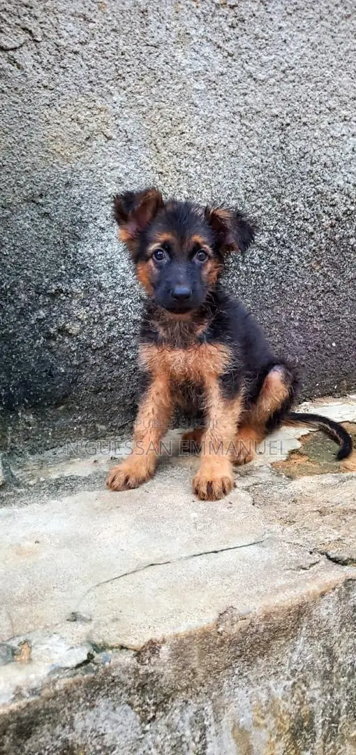 1-3 mois Femme Pure race Belgian Sheepdog