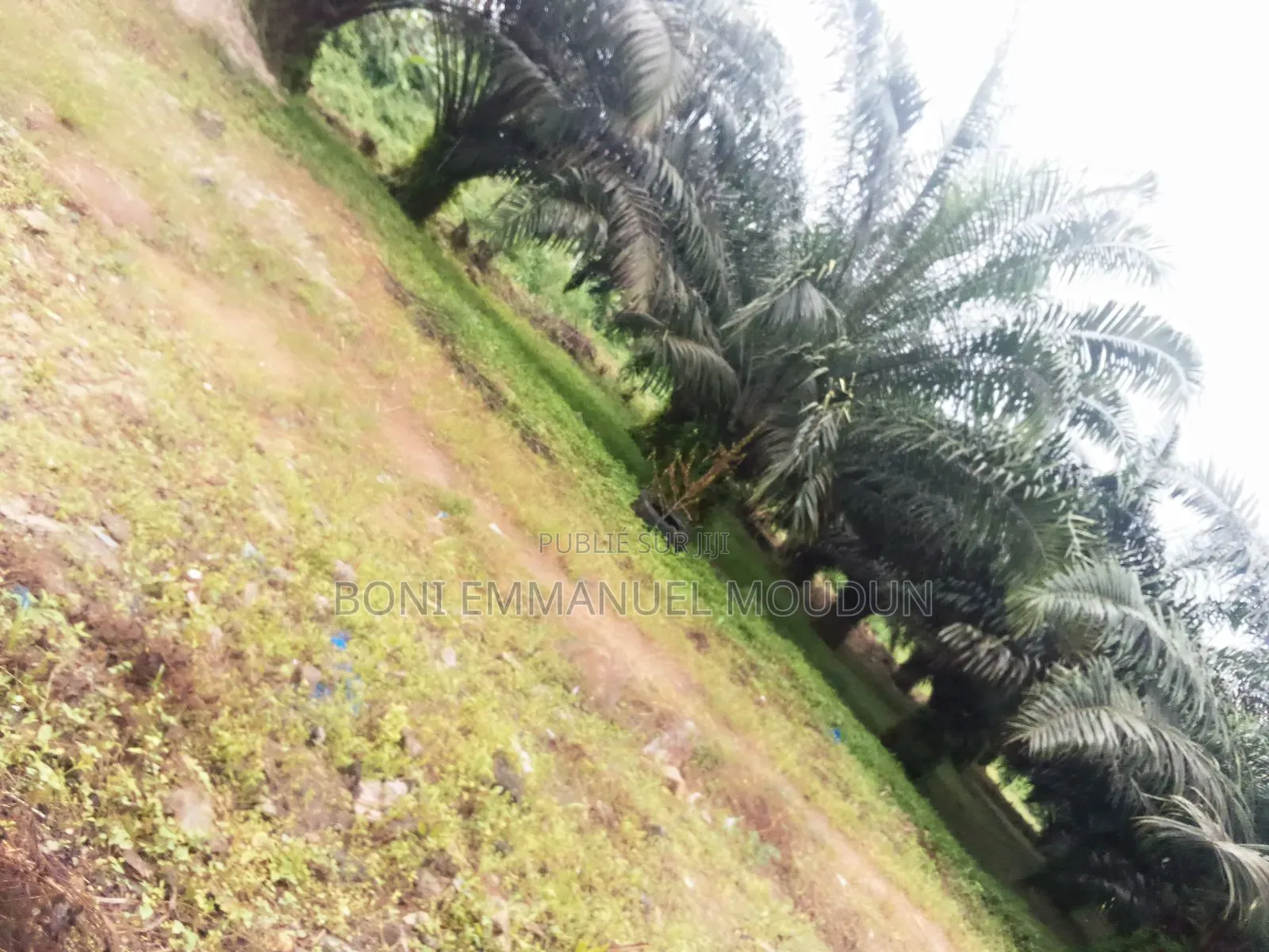 Terrain À Vendre À Brofodoumé 14 Km d'Abidjan Sur La Route d'Alépé