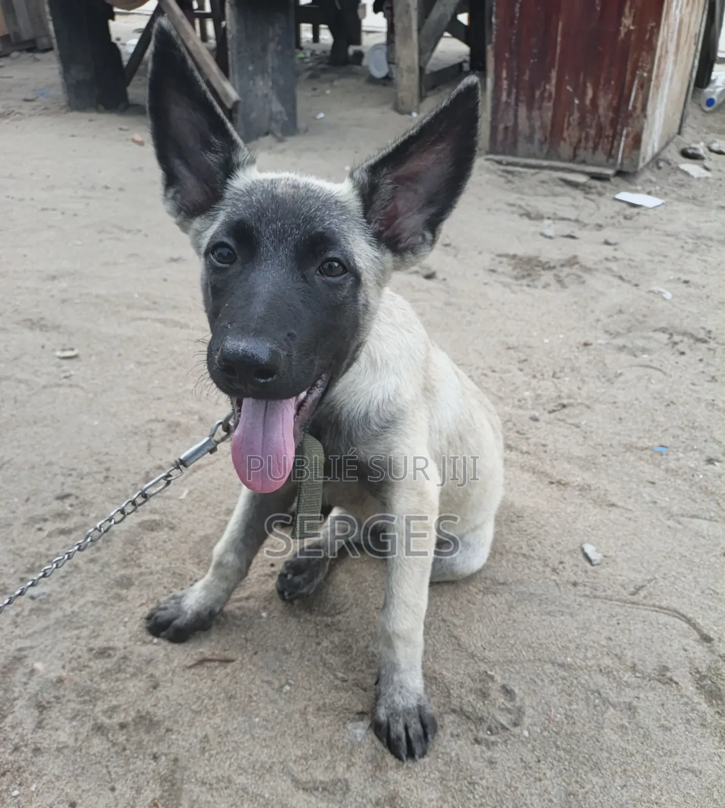 1-3 mois Homme Pure race Belgian Malinois