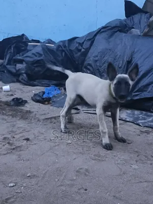 1-3 mois Homme Pure race Belgian Malinois