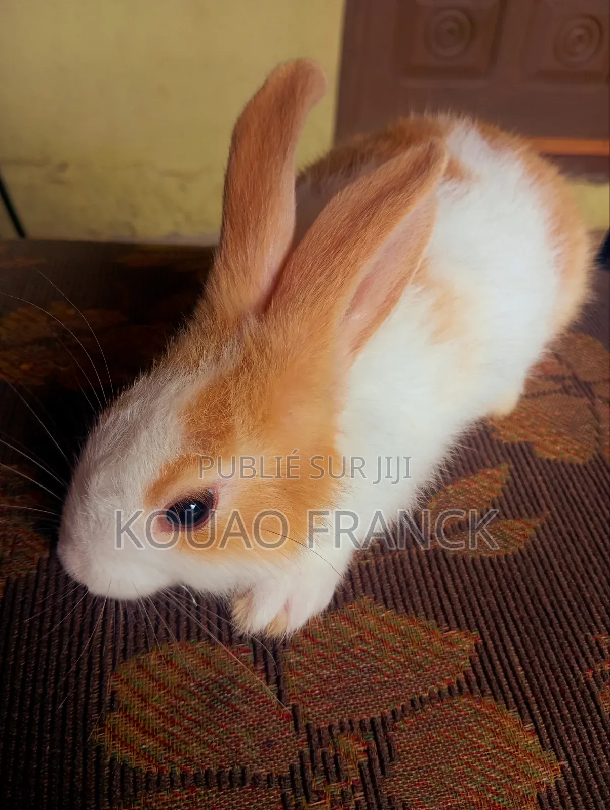 Lapereaux Disponible 2mois
