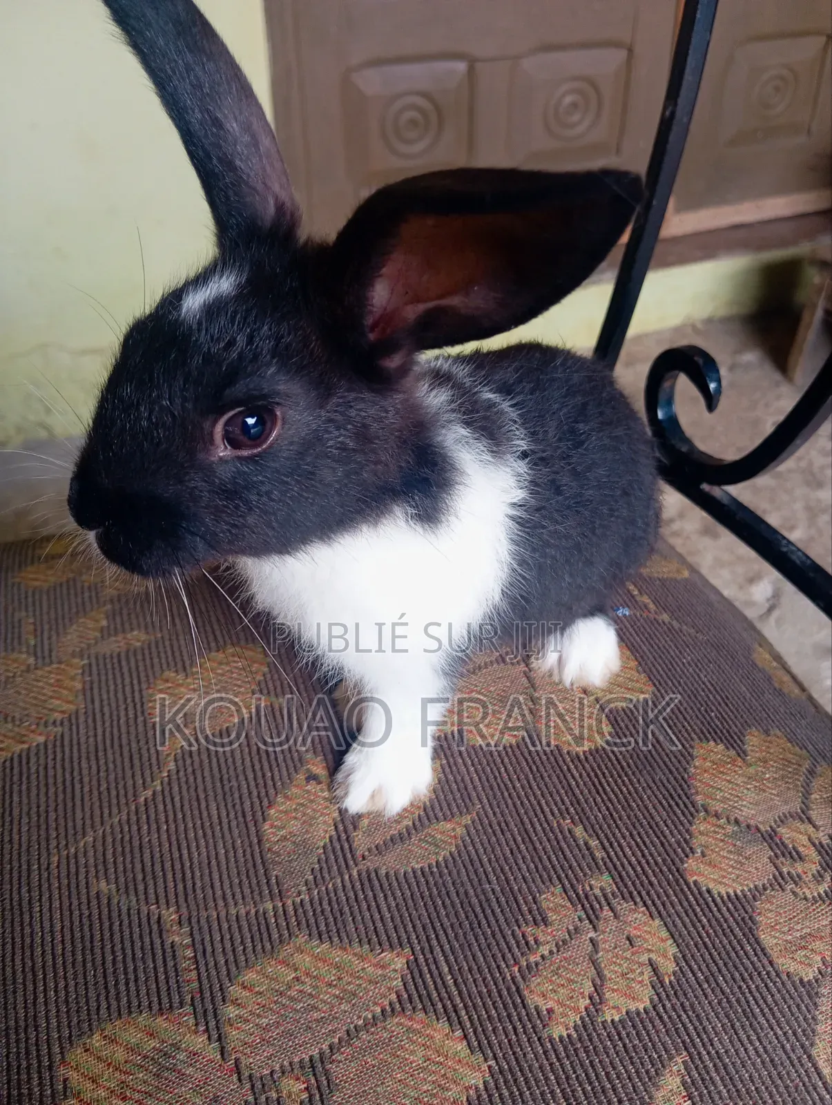 Lapereaux Disponible 2mois
