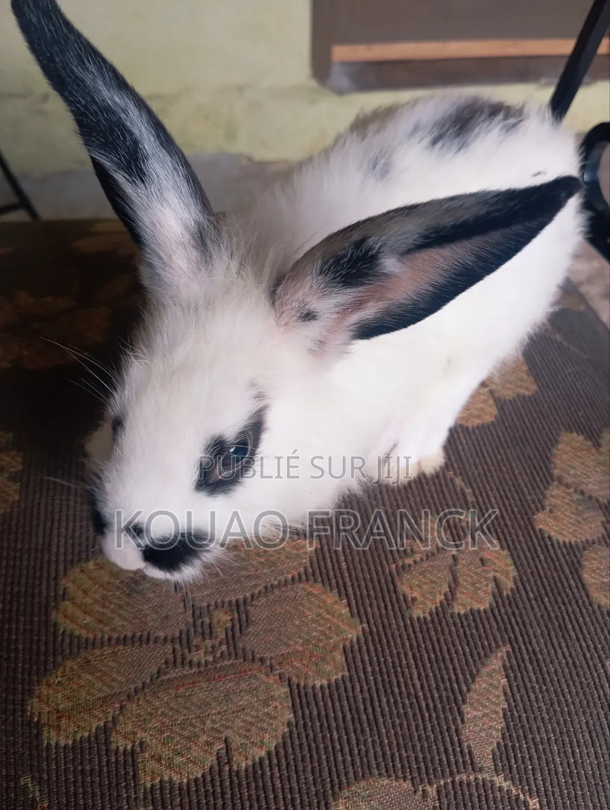 Lapereaux Disponible 2mois