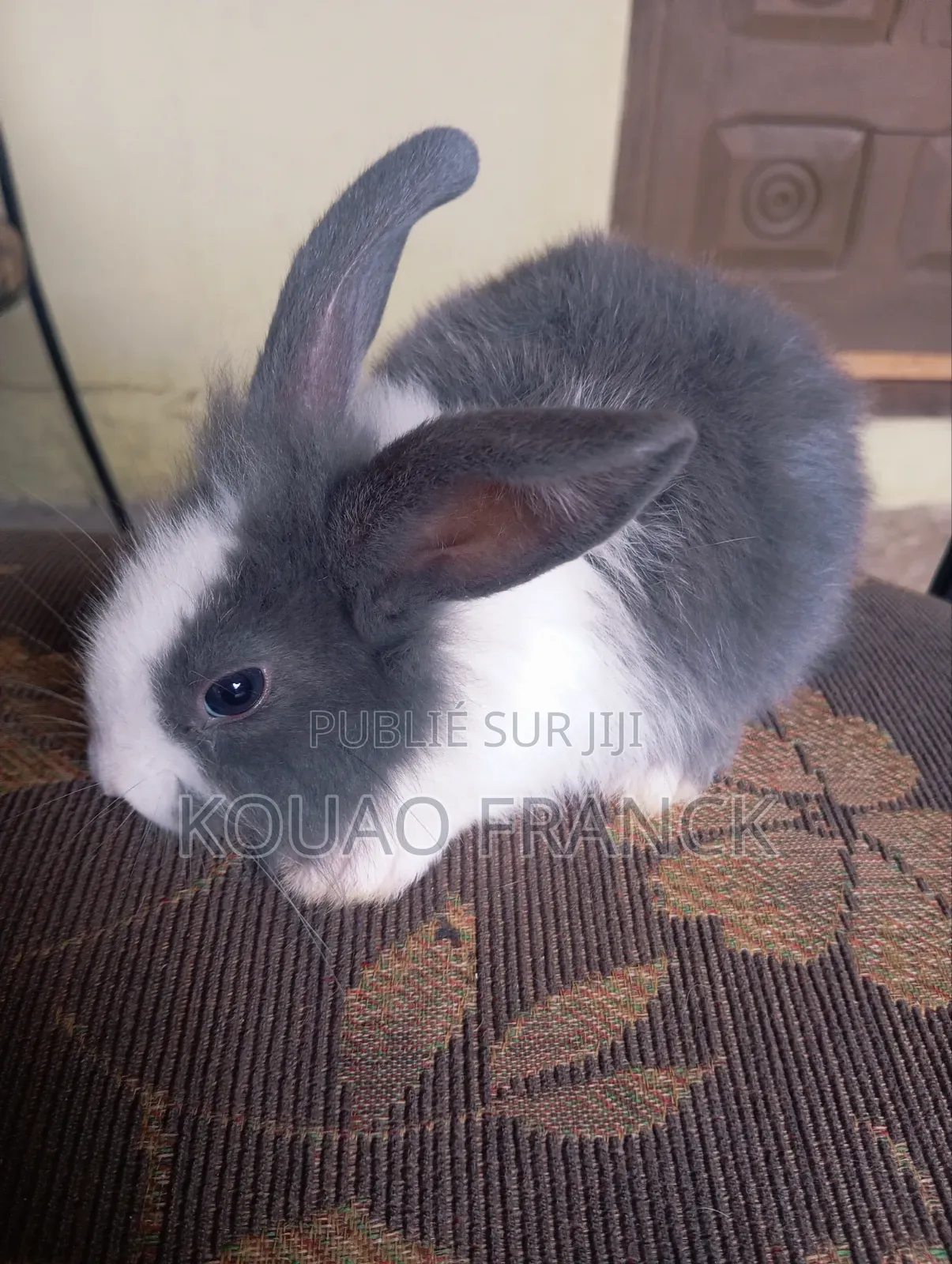 Lapereaux Disponible 2mois