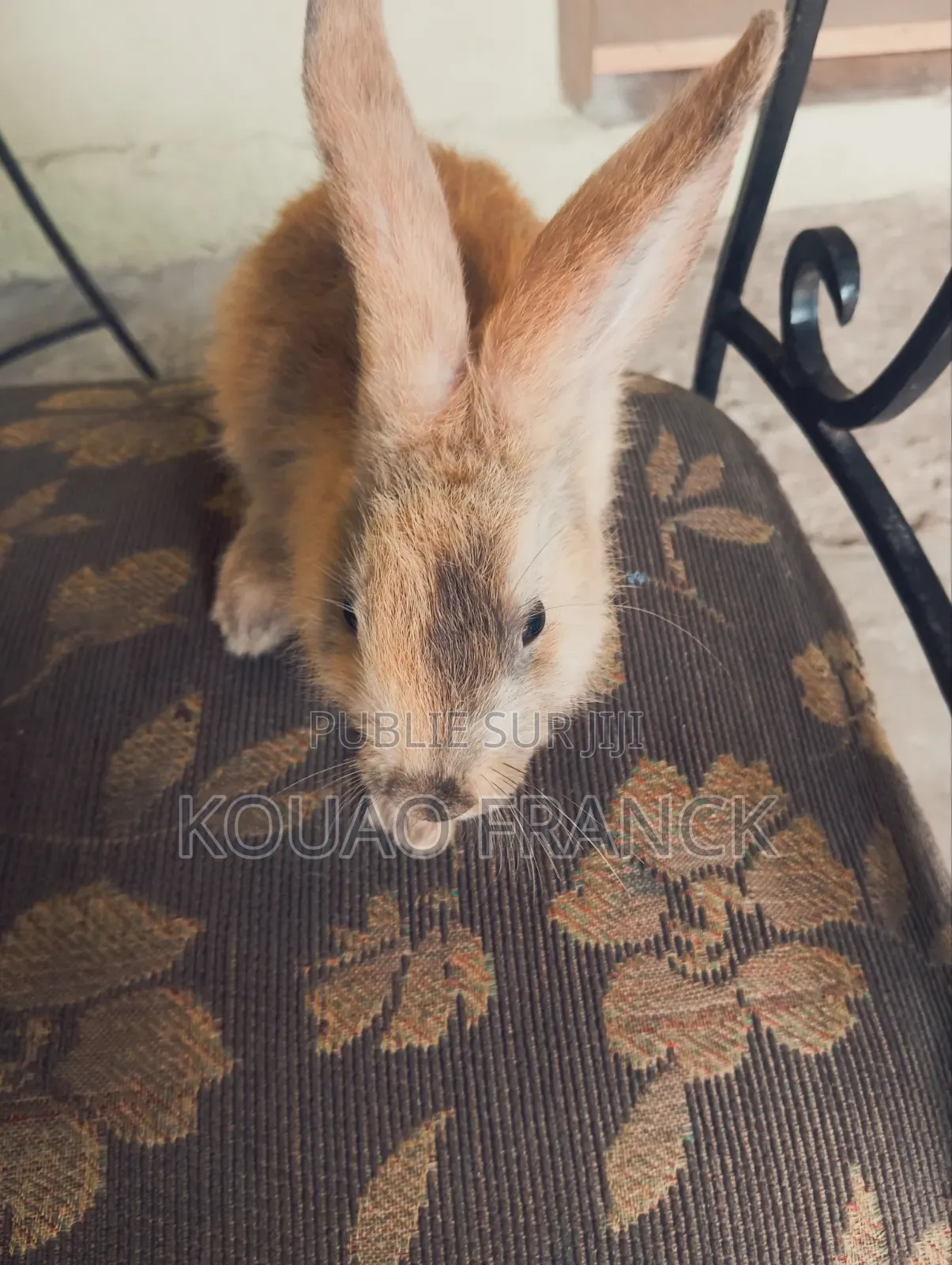 Lapereaux Disponible 2mois