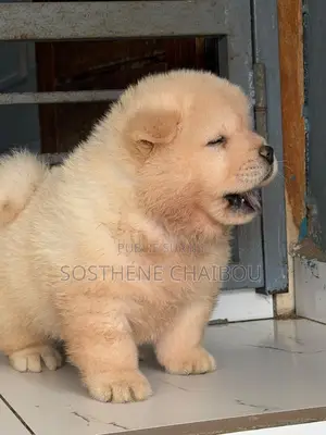 1-3 mois Homme Pure race Chow Chow