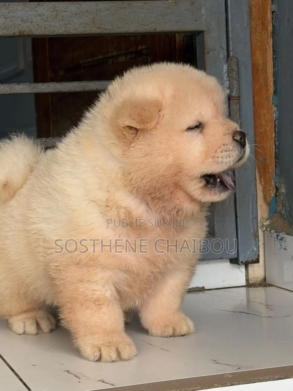 1-3 mois Homme Pure race Chow Chow