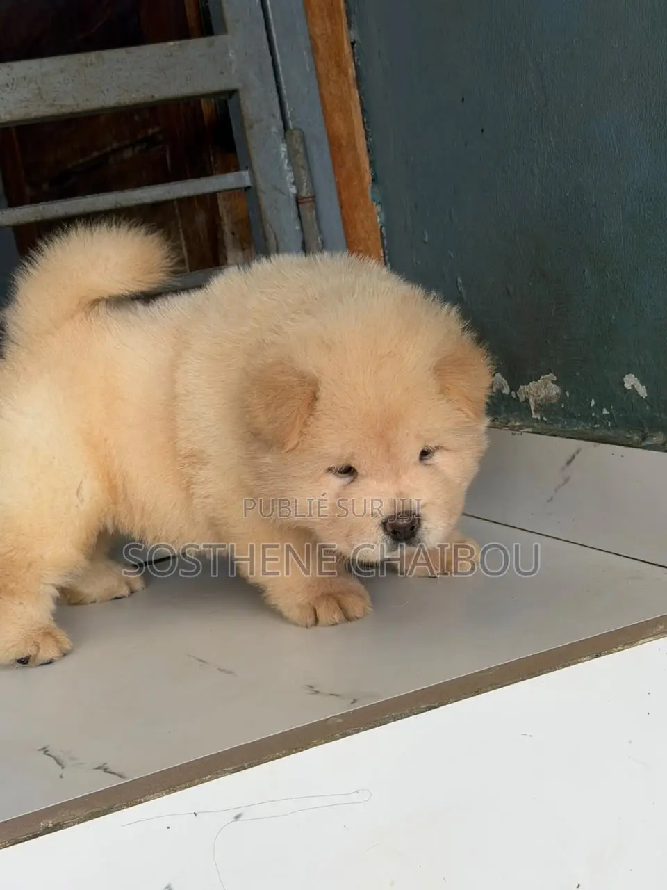 1-3 mois Homme Pure race Chow Chow