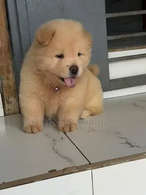 1-3 mois Homme Pure race Chow Chow