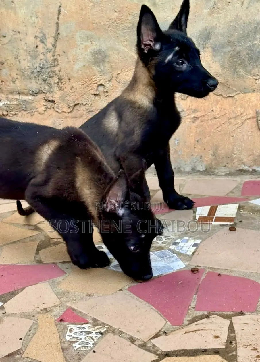 1-3 mois Homme Pure race Belgian Malinois