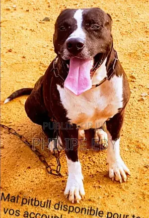 0-1 mois Femme Pure race American Pit Bull Terrier