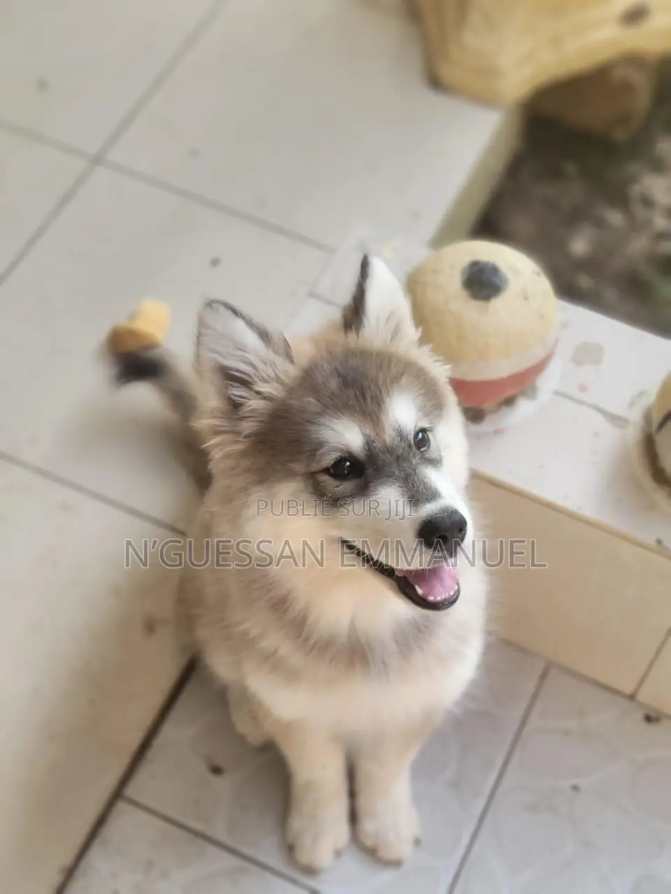 1-3 mois Homme Pure race Siberian Husky