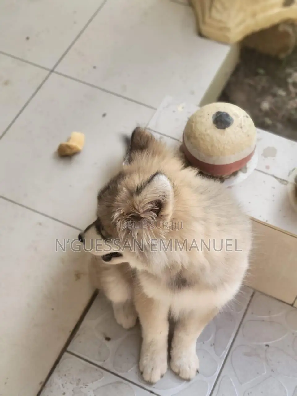 1-3 mois Homme Pure race Siberian Husky