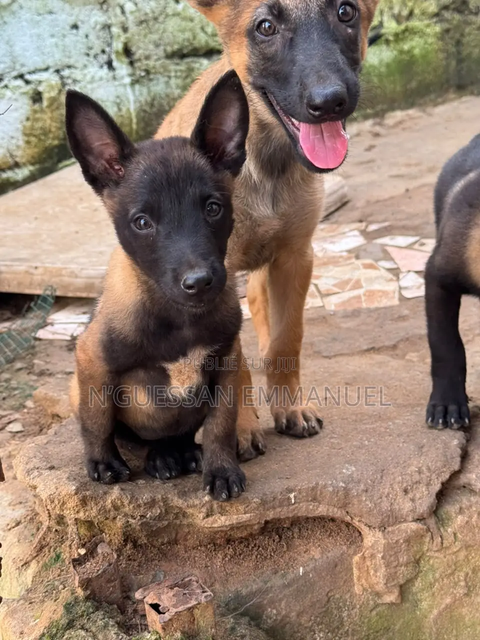 1-3 mois Homme Pure race Belgian Malinois