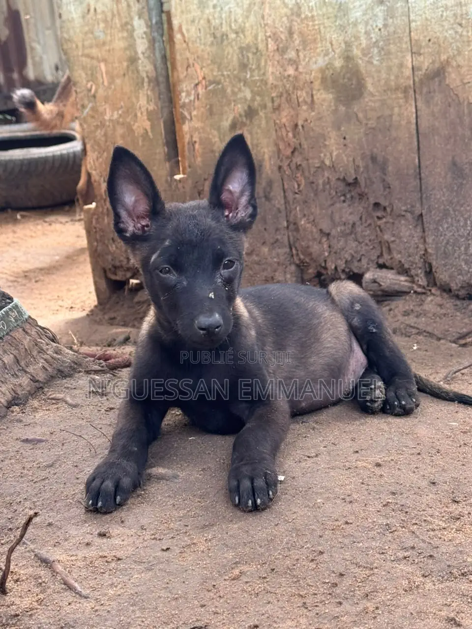 1-3 mois Homme Pure race Belgian Malinois