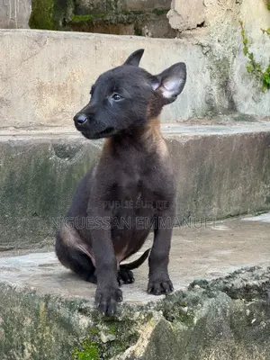 1-3 mois Homme Pure race Belgian Malinois