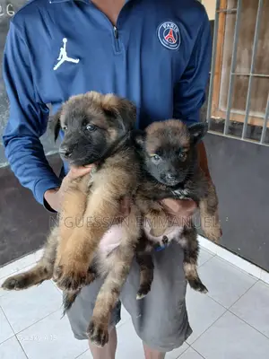 1-3 mois Homme Pure race Belgian Malinois