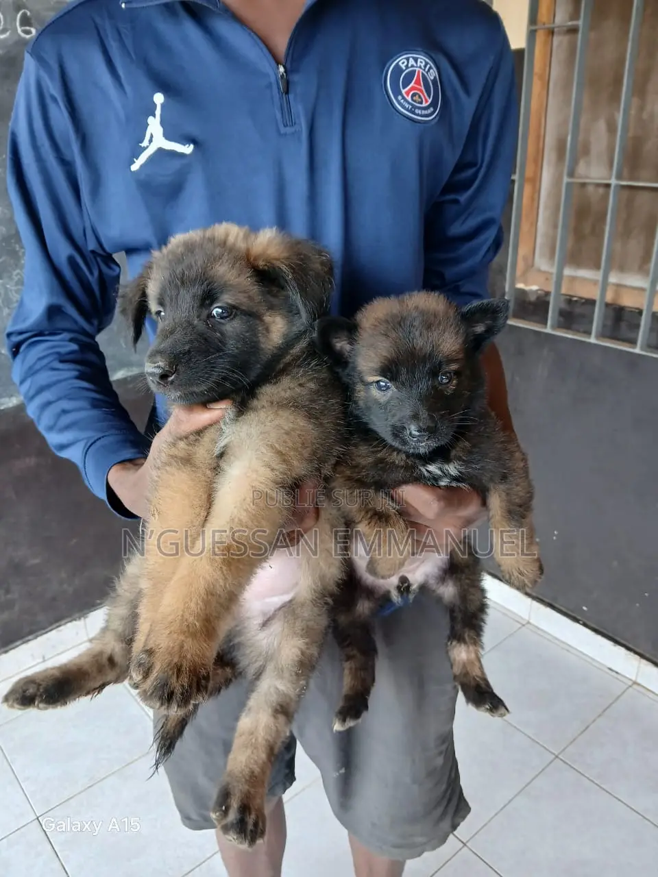 1-3 mois Homme Pure race Belgian Malinois