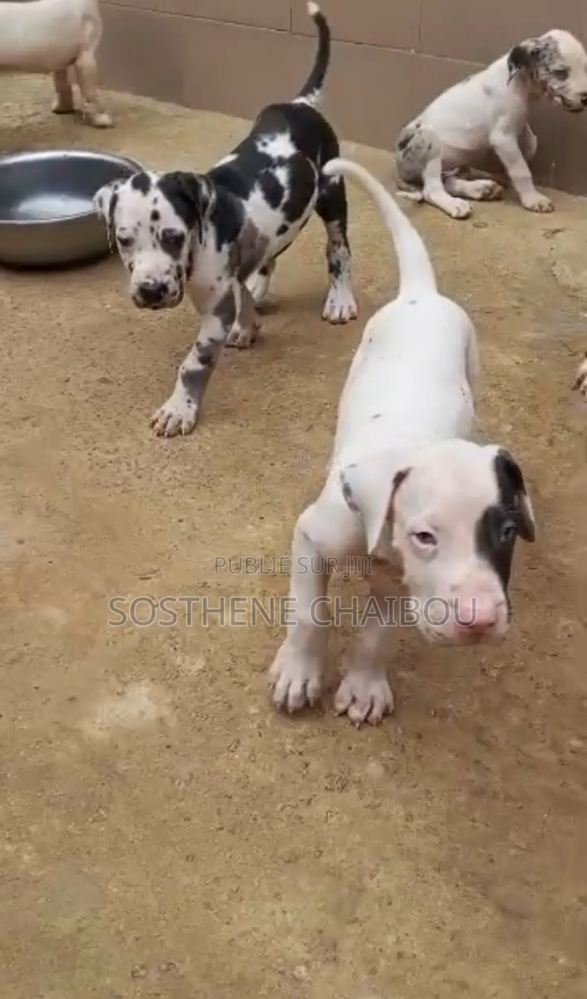 1-3 mois Homme Pure race Great Dane