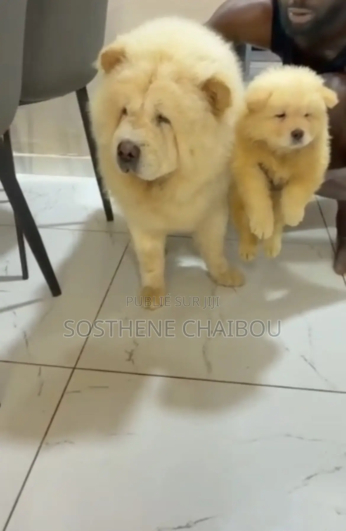 1-3 mois Homme Pure race Chow Chow