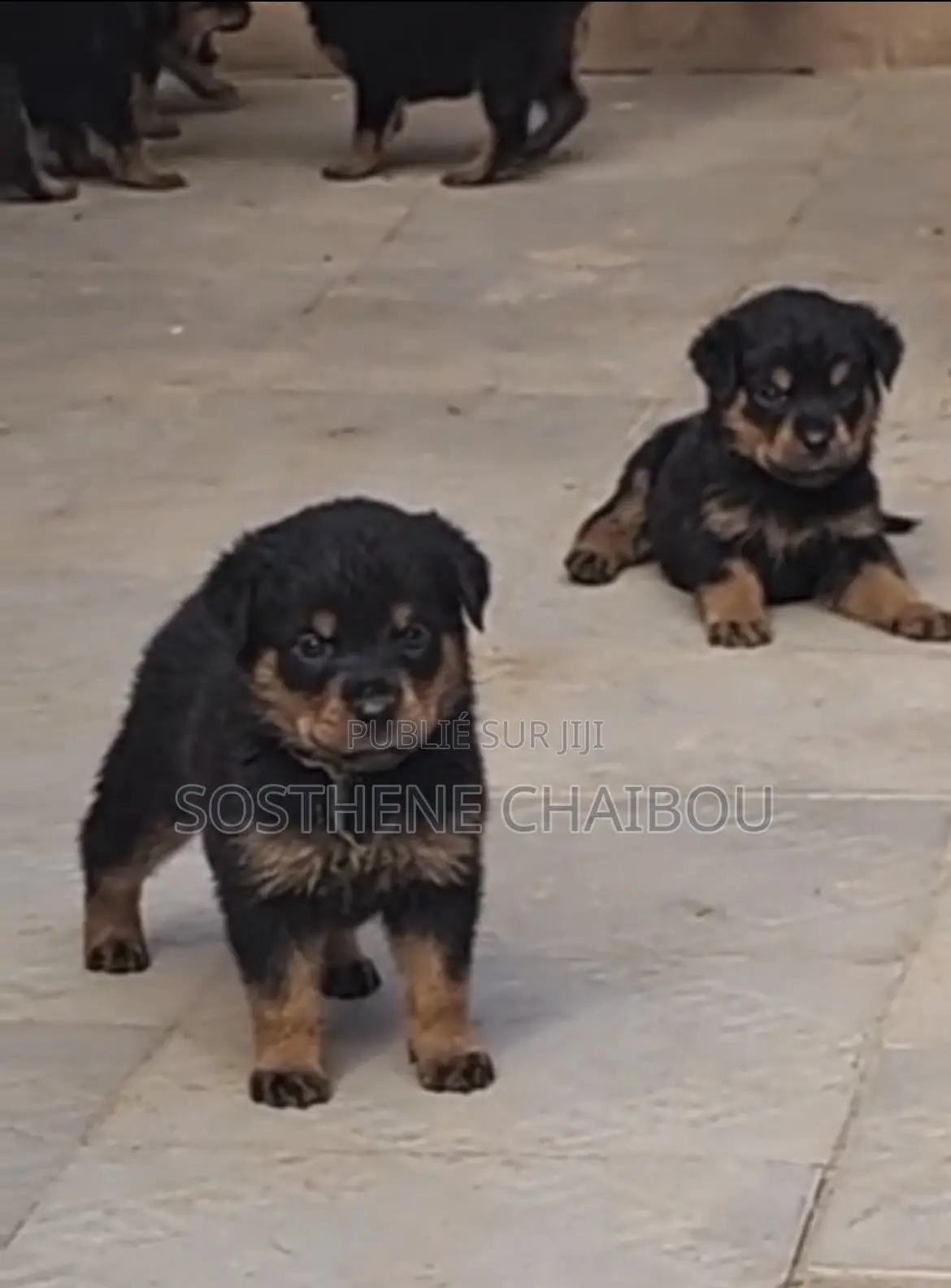 1-3 mois Homme Pure race Rottweiler