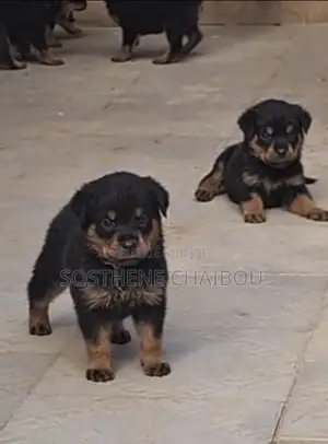 1-3 mois Homme Pure race Rottweiler