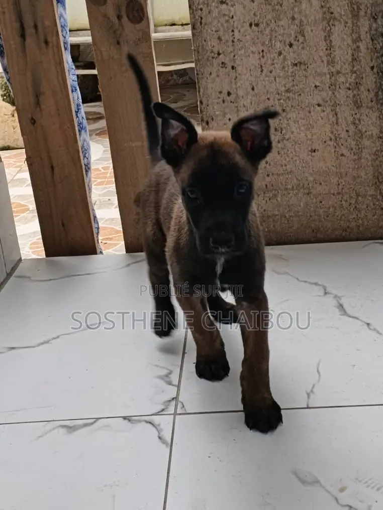 1-3 mois Homme Pure race Belgian Malinois